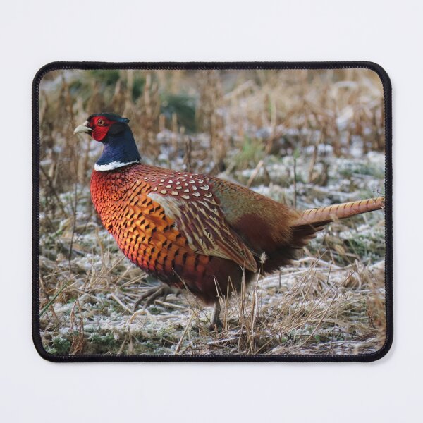 Item preview, Winter pheasant designed and sold by WildEncounters.