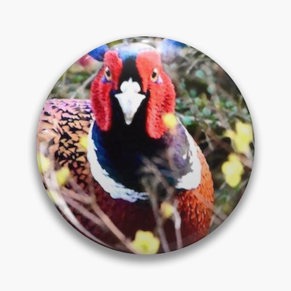 Item preview, Challenging cock pheasant in vivid colours designed and sold by keithmilligan.