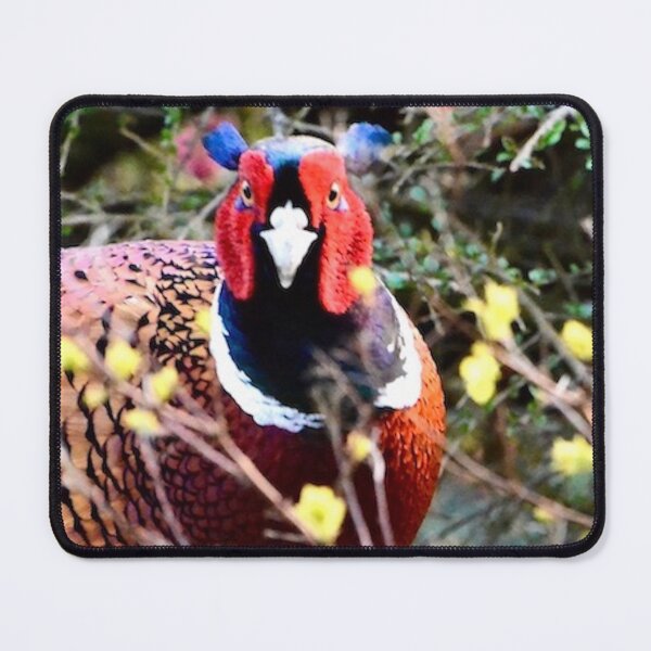 Item preview, Challenging cock pheasant in vivid colours designed and sold by keithmilligan.