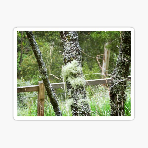 Item preview, *Moss dressed tree at Trentham Falls. Vic. * designed and sold by EdsMum.