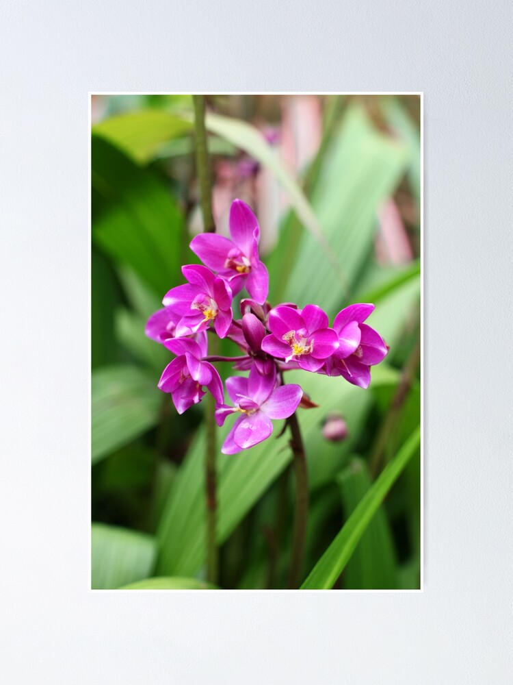 National flower of singapore