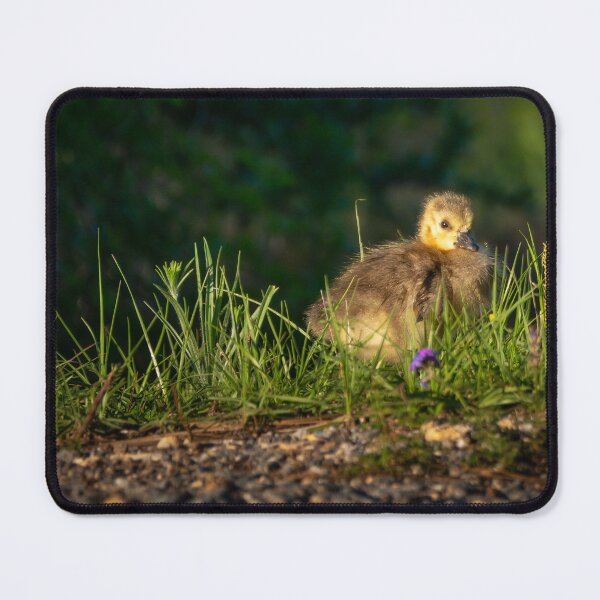Item preview, Dramatic Duckling designed and sold by DShaverPhotos.