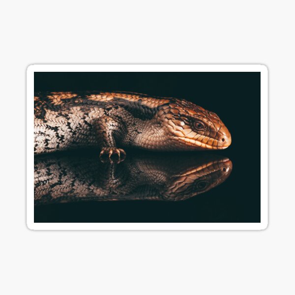 Item preview, Blue Tongue Lizard designed and sold by Hidn20.