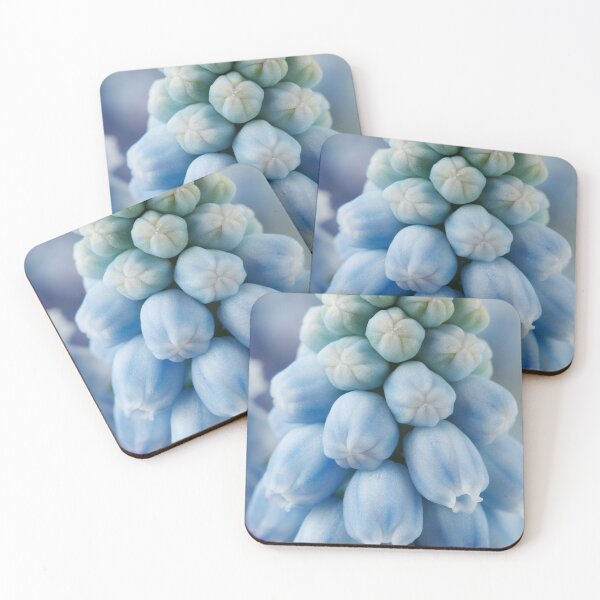 Item preview, Muscari armeniacum  'Valerie Finnis'  Grape hyacinth  designed and sold by Chris Burrows.