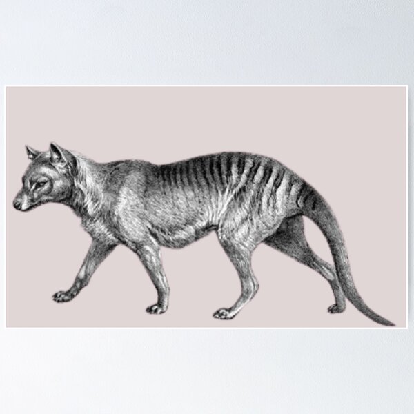 Item preview, Thylacine designed and sold by FunnyFreak.