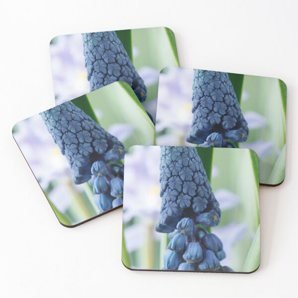 Item preview, Bellevalia paradoxa  Grape hyacinth  syn.  Muscari paradoxum  designed and sold by Chris Burrows.
