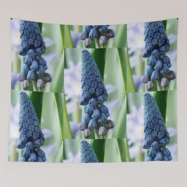 Item preview, Bellevalia paradoxa  Grape hyacinth  syn.  Muscari paradoxum  designed and sold by Chris Burrows.