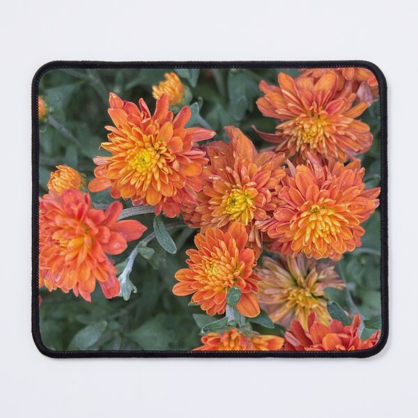 Item preview, Orange Mums Walk designed and sold by bloomingvine.