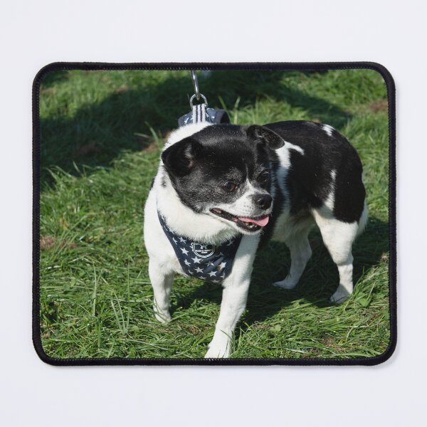 Item preview, Little white and black dog at Knighton Park Dog Show designed and sold by Woodside-RSPCA.