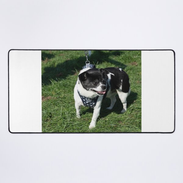 Item preview, Little white and black dog at Knighton Park Dog Show designed and sold by Woodside-RSPCA.