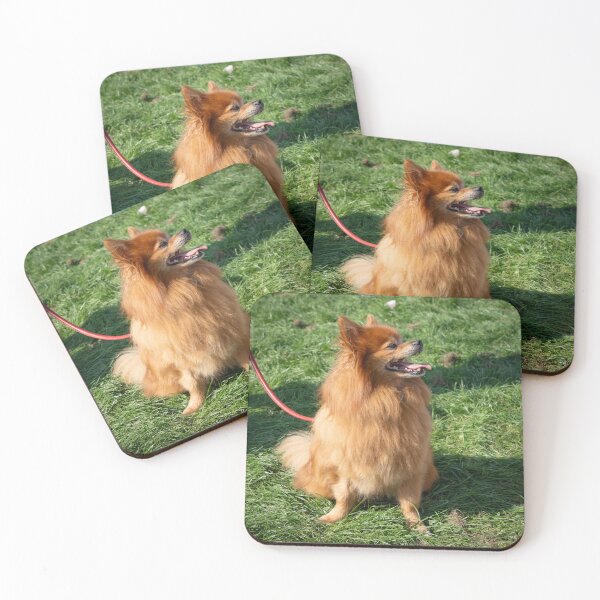 Item preview, Ginger little dog at Knighton Park Dog Show designed and sold by Woodside-RSPCA.