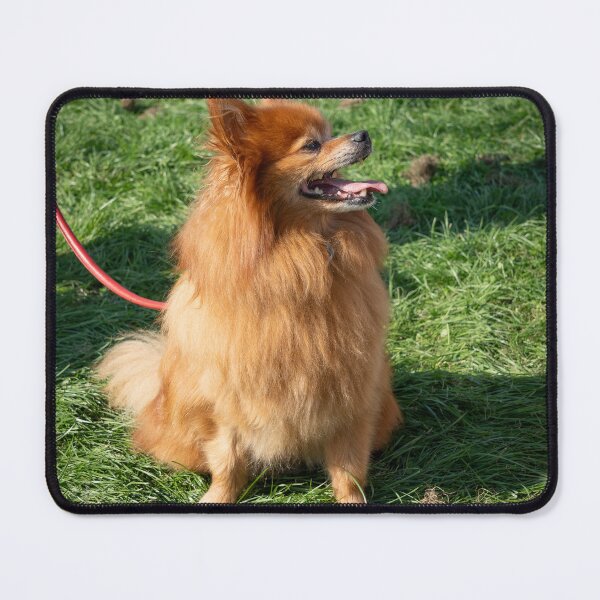 Item preview, Ginger little dog at Knighton Park Dog Show designed and sold by Woodside-RSPCA.