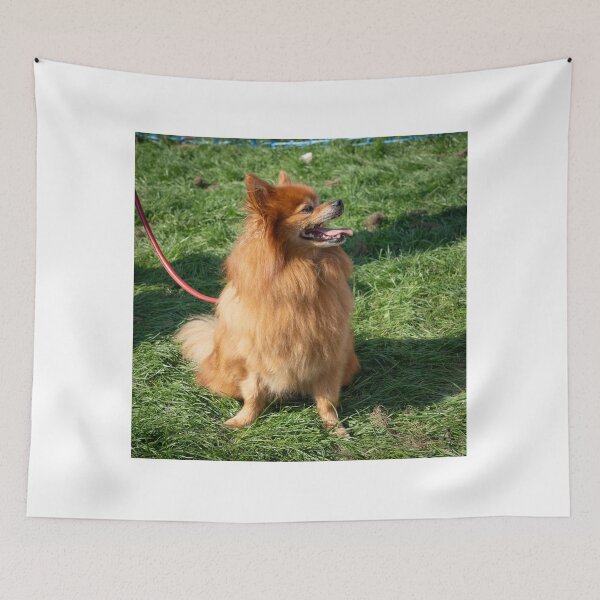 Item preview, Ginger little dog at Knighton Park Dog Show designed and sold by Woodside-RSPCA.