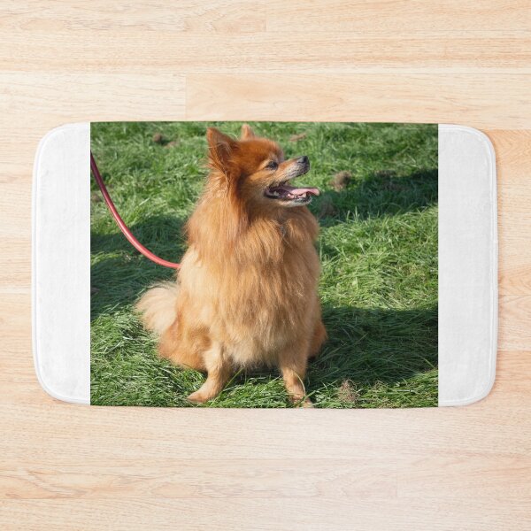 Item preview, Ginger little dog at Knighton Park Dog Show designed and sold by Woodside-RSPCA.
