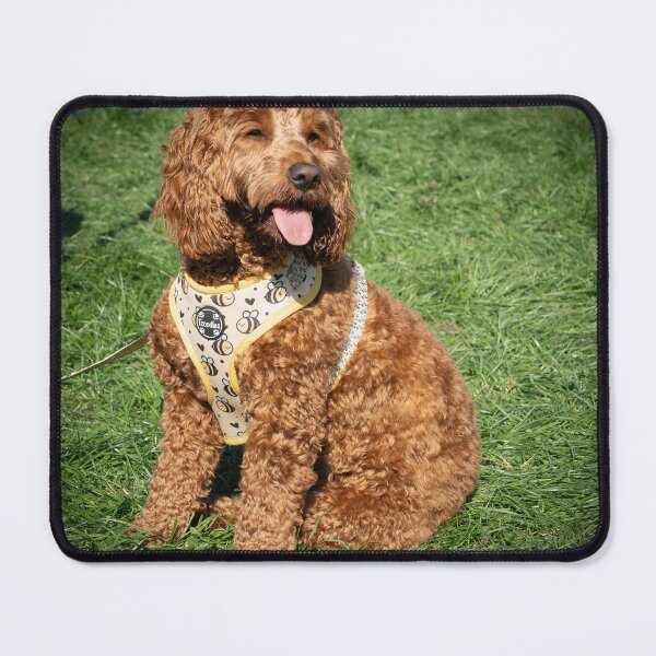 Item preview, Doodle at Knighton Park Dog Show designed and sold by Woodside-RSPCA.