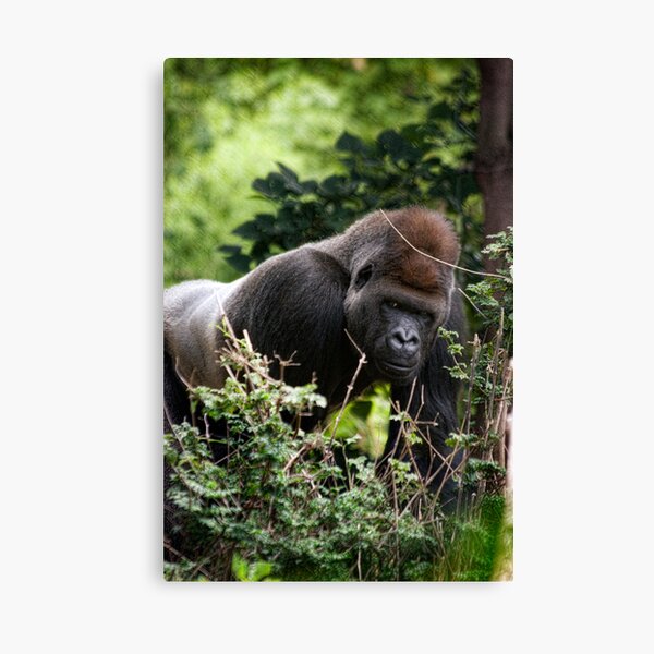 Silverback Canvas Print