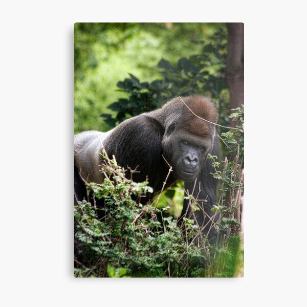 Silverback Metal Print
