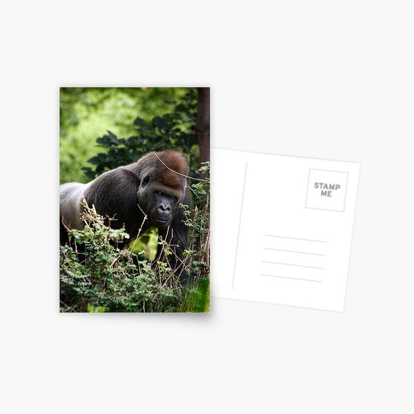 Silverback Postcard