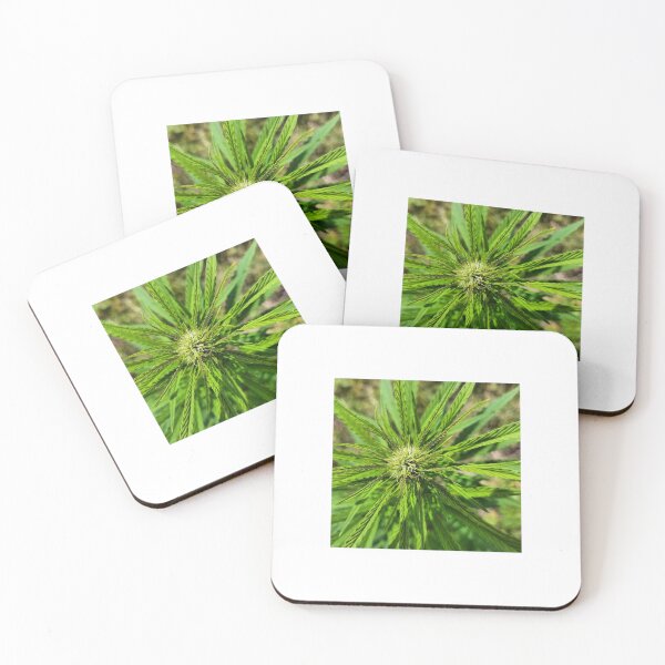 Item preview, Hidden Hill Hemp -- Oregon Cherry designed and sold by MindentPsyScout.
