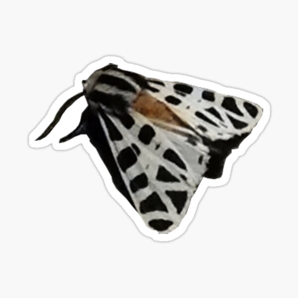 Moth Sticker