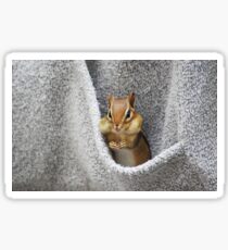 Friendly Chippy ~ eye contact Sticker