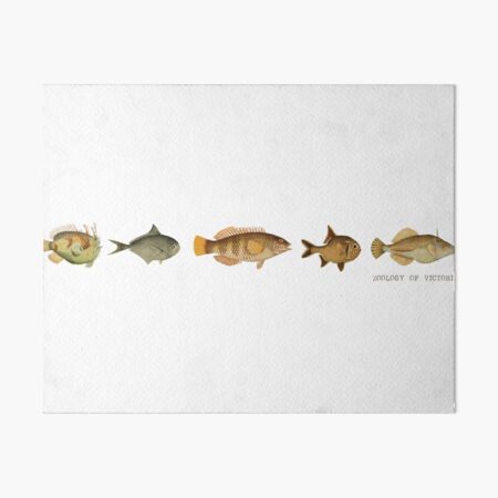 Item preview, The Epoch Collection Fish from Zoology of Victoria 1855-1890 designed and sold by RealEstateFiend.
