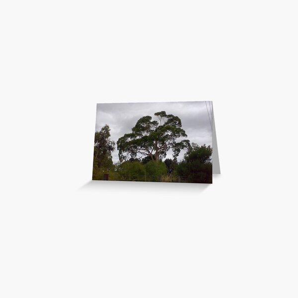 Aussie Foliage! Greeting Card