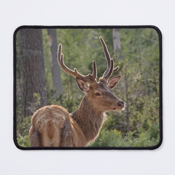 Item preview, Red deer in velvet designed and sold by WildEncounters.