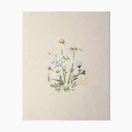 Marguerite Daisy - Calloway's Nursery