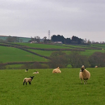 Artwork thumbnail, Sheep In Rattery, Devon. by lezvee