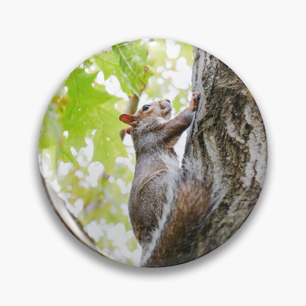 Item preview, Squirrel Season designed and sold by aichermedia.
