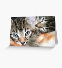 Kittens Greeting Card