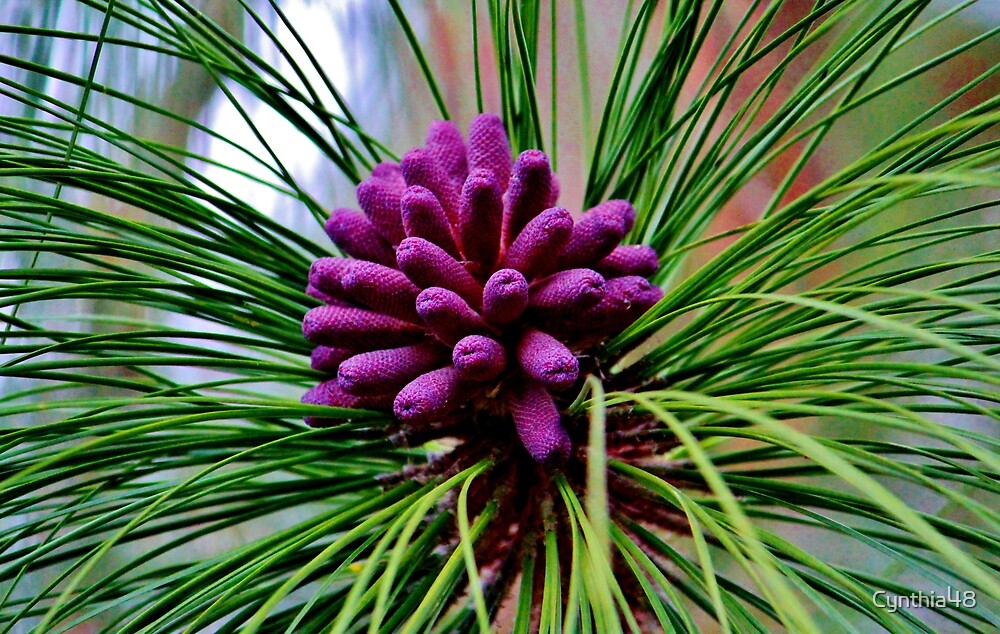 Purple Pine Cones By Cynthia48 Redbubble   Flat,1000x1000,075,f 