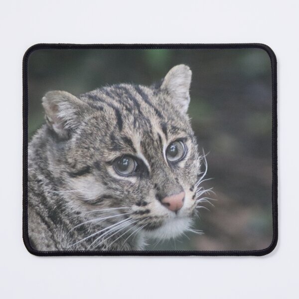 Item preview, Portrait of a Japanese Fishing Cat designed and sold by Ladymoose.
