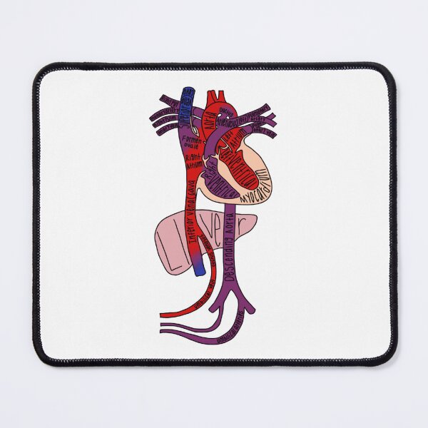 Item preview, Labeled Fetal Heart Circulation Anatomy designed and sold by Katherine Winner.