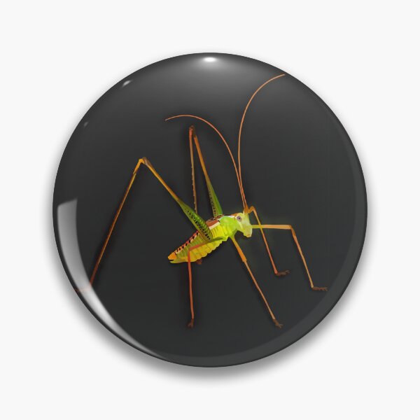 Item preview, Spoon-tailed short-wing katydid (Obolopteryx catinata) designed and sold by thebugladies.