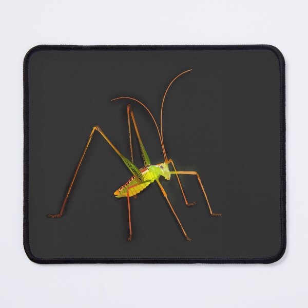 Item preview, Spoon-tailed short-wing katydid (Obolopteryx catinata) designed and sold by thebugladies.