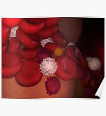 Immune System Cells Poster