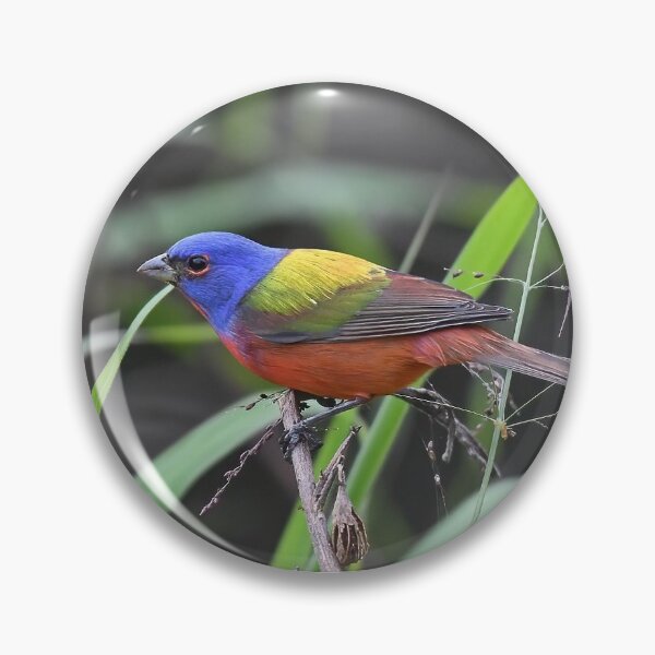 Item preview, Painted Bunting designed and sold by CloserToTheArt.
