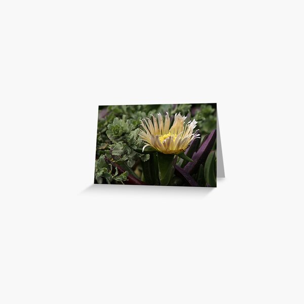 Carpobrotus edulis Greeting Card