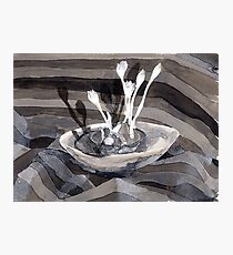 Colchicums Photographic Print