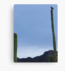 Saguaro Canvas Print