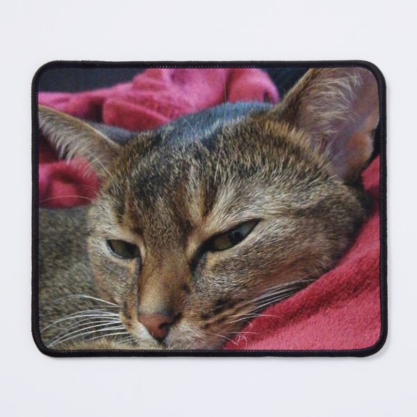 Item preview, Photo, cat, favorite cat, pet designed and sold by fuzzyfox.