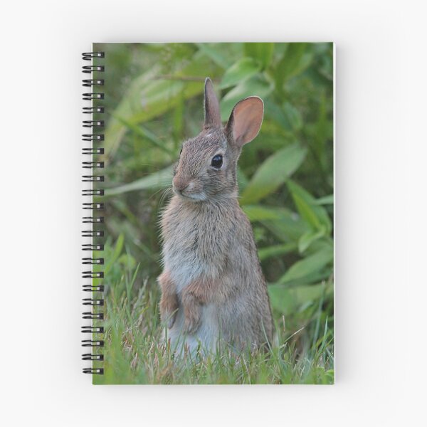 Item preview, Posing cottontail designed and sold by Linda Crockett.