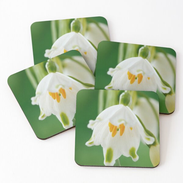 Item preview, Leucojum aestivum  'Gravetye Giant'  AGM  Summer snowflake   designed and sold by Chris Burrows.