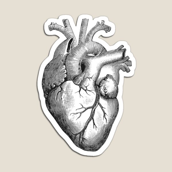 Anatomical Heart Magnets