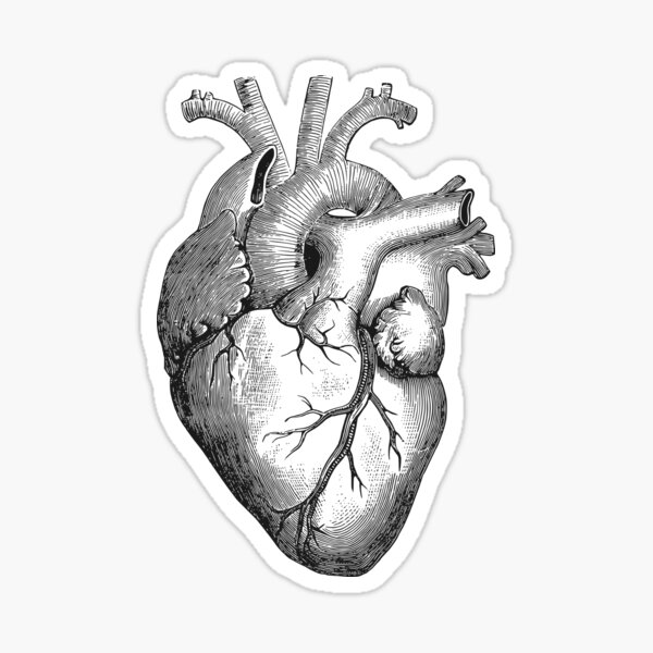 Anatomical heart Sticker