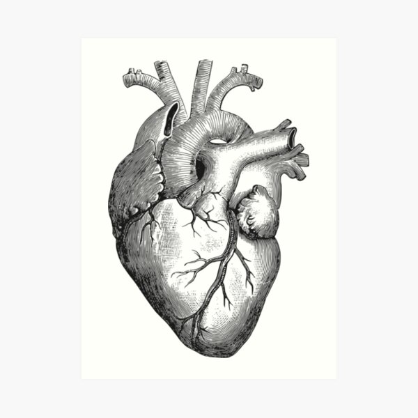 Anatomical heart Art Print
