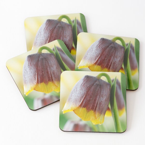 Item preview, Fritillaria michailovskyi   Michailovski fritillary  designed and sold by Chris Burrows.