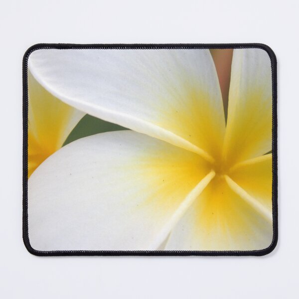Item preview, Beautiful Hawaii White Plumeria Flower designed and sold by alohagiftbox.